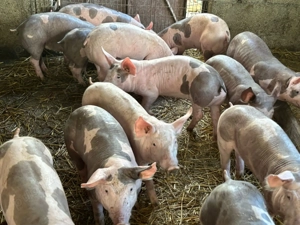 Purcei și purcele pietrain de vânzare   