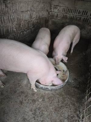 Vând porci - imagine 4