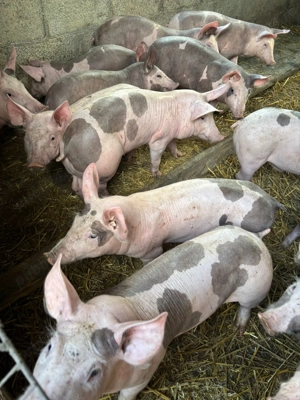 Vând purcei pietrain belgian!