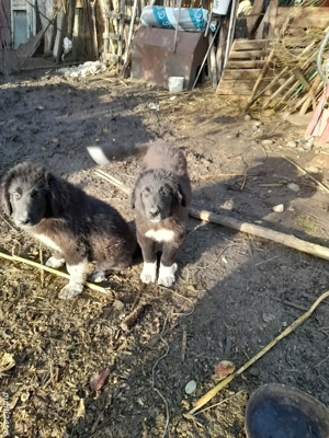 pui de corb de vânzare - imagine 5 pui de corb de vânzare - imagine 5