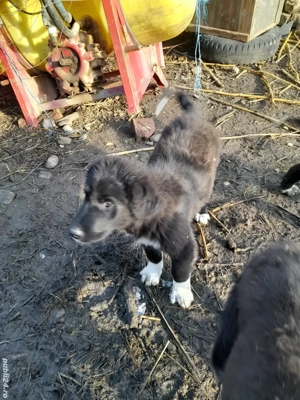 pui de corb de vânzare - imagine 4 pui de corb de vânzare - imagine 4