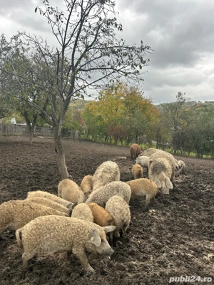 Porci Mangalita de vanzare 