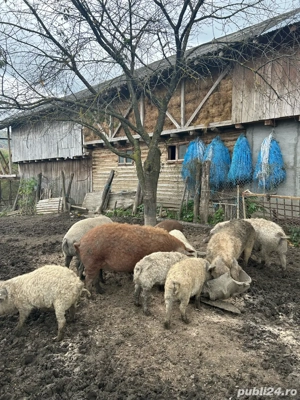 Porci Mangalita de vanzare  - imagine 3