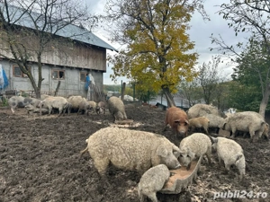 Purcei mangalita de vanzare, rasa pura 