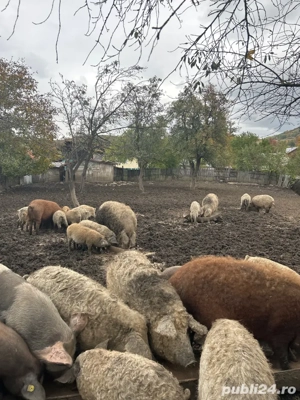 Porci Mangalita de vanzare  - imagine 5
