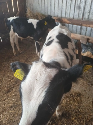 Vând 2 tăurași de 3 luni - imagine 2