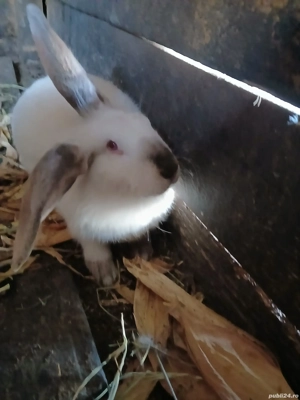 un mascul și 2 femele