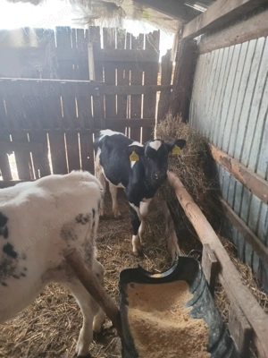 Vând 2 tăurași de 3 luni