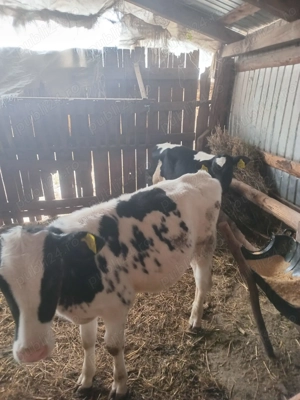 Vând 2 tăurași de 3 luni - imagine 3