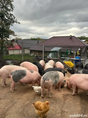 Porci de vanzare, carcasa sau viu - imagine 4