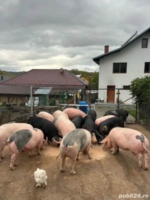 Porci de vanzare, carcasa sau viu - imagine 3