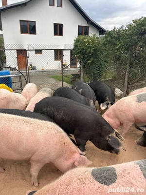 Porci de vanzare, carcasa sau viu - imagine 2