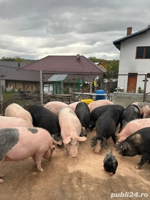 Porci de vanzare, carcasa sau viu