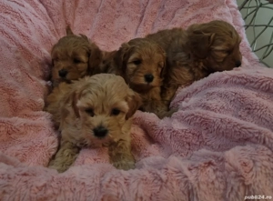 Maltipoo fetita si baietei - imagine 2 Maltipoo fetita si baietei - imagine 2