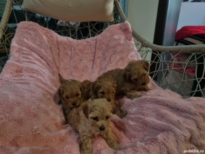 Maltipoo fetita si baietei - imagine 3 Maltipoo fetita si baietei - imagine 3