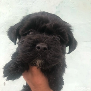 bichon havanez negru mascul