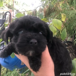 bichon havanez negru femela - imagine 2 bichon havanez negru femela - imagine 2