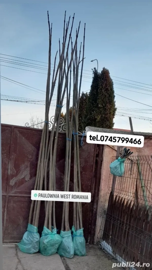 Trimitem oriunde in țară,9copăcei și butași Paulownia,creștere rapidă - imagine 2