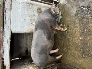 Vând porc de carne  150 kg Ineu - imagine 5