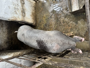 Vând porc de carne  150 kg Ineu - imagine 4