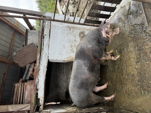 Vând porc de carne  150 kg Ineu - imagine 2