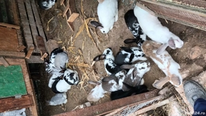 iepuri rasa comuna - imagine 4