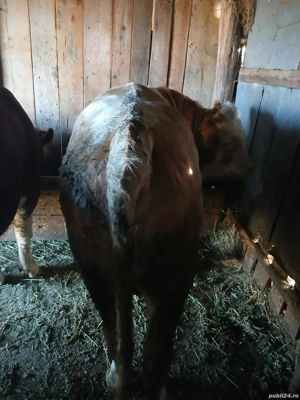 vand tauri  - imagine 3