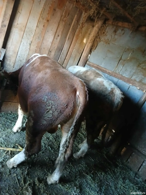 vand tauri  - imagine 4