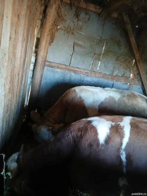 vand tauri  - imagine 2