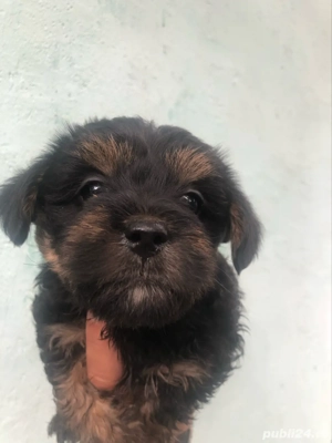 bichon havanez baietel