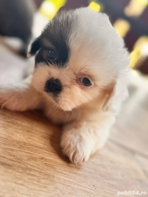 ShihTzu de vânzare - imagine 2 ShihTzu de vânzare - imagine 2