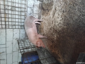 purcea de vanzare  - imagine 2 purcea de vanzare  - imagine 2