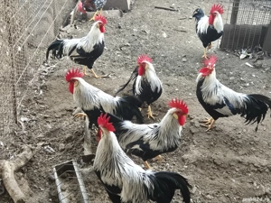 cocosi italieni 2025