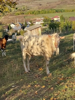 Țap saanen  pentru montă - imagine 2 Țap saanen  pentru montă - imagine 2