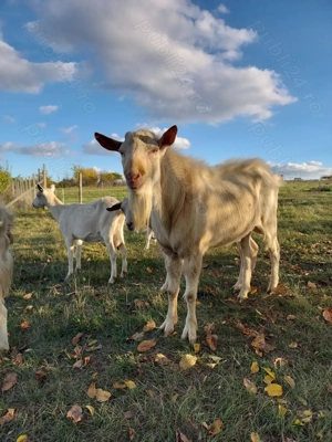 Țap saanen  pentru montă - imagine 3 Țap saanen  pentru montă - imagine 3