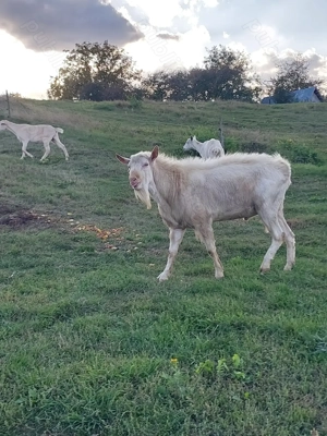 Țap saanen  pentru montă