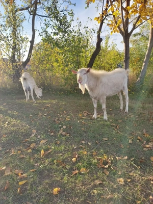 Țap saanen  pentru montă - imagine 4 Țap saanen  pentru montă - imagine 4