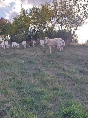 Țap saanen  pentru montă - imagine 5 Țap saanen  pentru montă - imagine 5