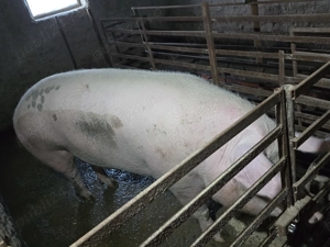 Porci 300+ kg, 300 kg si 200 kg de vanzare  - imagine 2