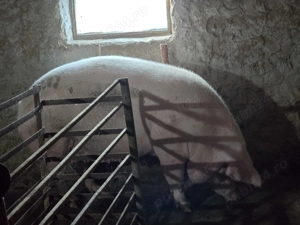 Porci 300+ kg, 300 kg si 200 kg de vanzare  - imagine 3