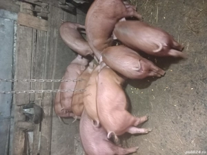 Vind Purcei - imagine 4