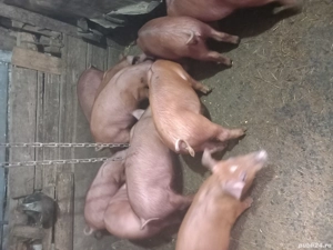 Vind Purcei - imagine 3