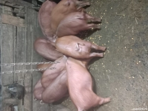 Vind Purcei - imagine 2