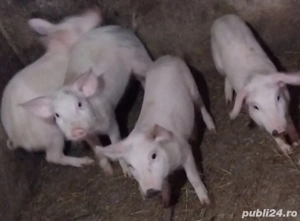 purcei de vanzare - imagine 2