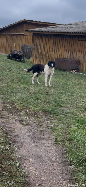 Femela ciobanesc de bucovina - imagine 2 Femela ciobanesc de bucovina - imagine 2