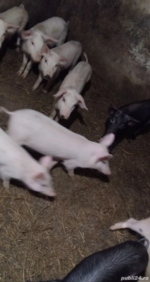 purcei de vanzare - imagine 3
