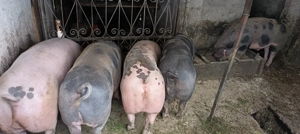 Vând porci pentru Crăciun  - imagine 3 Vând porci pentru Crăciun  - imagine 3