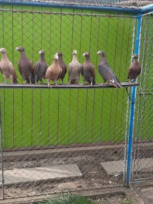 Porumbei de ornament