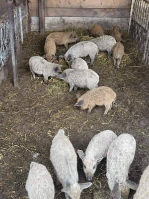 Purcei mangalita  - imagine 2