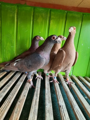 Porumbei de ornament - imagine 5